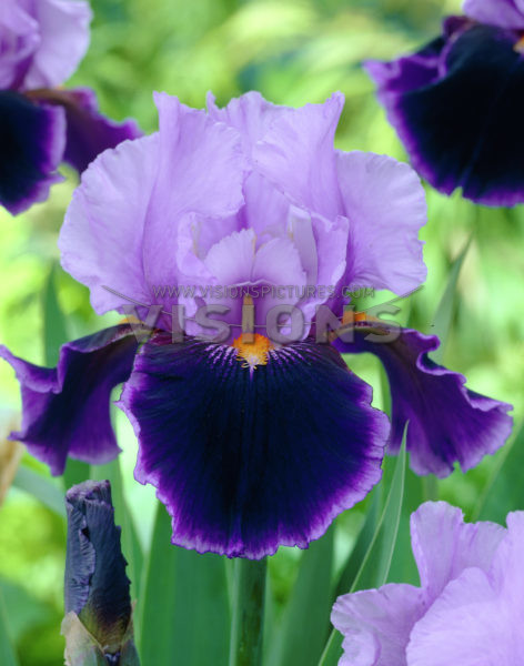 Iris germanica Purple Lila